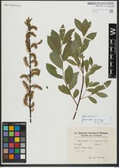 Foto von Salix hastata L.